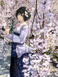 Rule 34 | 1girl, black hair, blue eyes, branch, chef no kimagure salad, cherry blossoms, commentary request, dress, from side, haunted campus, highres, holding, jacket, looking at viewer, nada koyomi, official art, original, short hair, solo, standing