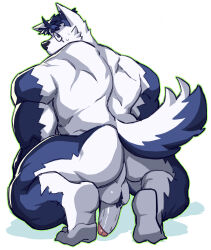 Rule 34 | 1boy, animal ear fluff, animal ears, ass, back, bara, blue doggo (ttn), blue fur, blue hair, dog boy, dog ears, erection, full body, furry, furry male, highres, large pectorals, looking back, male focus, muscular, muscular male, original, pectorals, presenting, short hair, solo, squatting, thick eyebrows, thick thighs, thighs, ttn (239 239), two-tone fur, uncensored, white fur