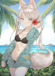 Rule 34 | 1girl, animal ear fluff, animal ears, bare shoulders, bikini, black bikini, blue eyes, breasts, cha chya, cleavage, collarbone, cowboy shot, day, flower, fox ears, fox girl, fox tail, green jacket, hair flower, hair ornament, halterneck, hand up, hibiscus, highres, jacket, long hair, long sleeves, looking at viewer, medium breasts, navel, ocean, off shoulder, open clothes, open jacket, original, outdoors, palm leaf, silver hair, smile, solo, standing, stomach, string bikini, swimsuit, tail, thighs, twintails, zipper pull tab