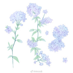 Rule 34 | blue flower, check flower, commentary request, flower, flower focus, flower request, forget-me-not (flower), mioda xi, no humans, original, pinyin commentary, simple background, too many flowers, watermark, weibo logo, weibo watermark, white background