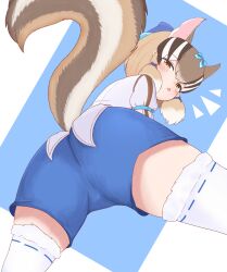 Rule 34 | 1girl, absurdres, animal ears, blue background, brown eyes, brown hair, chipmunk ears, chipmunk girl, chipmunk tail, extra ears, highres, kemono friends, kemono friends v project, korin 589, looking at viewer, looking back, ribbon, shirt, short hair, shorts, siberian chipmunk (kemono friends), simple background, solo, tail, thighhighs, vest, virtual youtuber