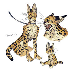 Rule 34 | 1boy, body fur, collar, fangs, furry, furry male, highres, leash, male focus, nude, open mouth, original, serval, simple background, solo, submori 521, teeth, whiskers, white background