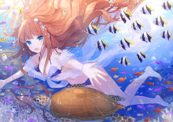 Rule 34 | 1girl, :d, air bubble, animal, bare arms, bare legs, bare shoulders, barefoot, bikini, blue bikini, blue eyes, blush, breasts, brown hair, bubble, cleavage, collarbone, commentary request, coral, fish, fish request, hair ornament, jewelry, long hair, looking at viewer, medium breasts, necklace, ocean, open mouth, original, pearl necklace, see-through, shell hair ornament, sidelocks, smile, solo, starfish hair ornament, suzumori uina, swimming, swimsuit, tropical fish, turtle, underwater, very long hair