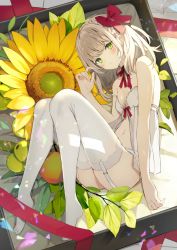 Rule 34 | 1girl, ass, babydoll, bare arms, bare shoulders, blush, braid, breasts, choker, crown braid, dress, flower, food, fruit, garter straps, hair ribbon, highres, lingerie, looking at viewer, lying, medium hair, navel, negligee, no shoes, on side, original, panties, plant, red ribbon, ribbon, ribbon choker, sidelocks, silver hair, small breasts, solo, stomach, sunflower, sutorora, thighhighs, underwear, underwear only, white dress, white panties, white thighhighs, yellow eyes, yellow flower