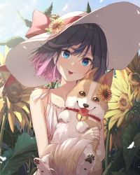 Rule 34 | 1girl, :p, animal, bad id, bad twitter id, bare arms, bare shoulders, bell, blue eyes, bow, brown eyes, collar, day, dog, dress, eyebrows hidden by hair, field, flower, flower field, gradient hair, hat, hat bow, hat flower, head tilt, highres, holding, holding animal, holding dog, jingle bell, multicolored hair, neck bell, original, outdoors, pink hair, purple hair, red bow, red collar, short hair, smile, solo, soya (torga), sun hat, sundress, sunflower, sunflower field, tongue, tongue out, two-tone hair, upper body, welsh corgi, white dress, white hat
