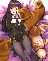 Rule 34 | 1girl, aaru (tenrake chaya), animal, animal collar, black pantyhose, blush, breasts, buttons, collar, dog, double-breasted, dress, feet out of frame, frown, girls&#039; frontline, gloves, hair ribbon, highres, licking, licking another&#039;s cheek, licking another&#039;s face, long hair, lying, medium breasts, necktie, on back, one eye closed, one side up, open mouth, pantyhose, purple hair, red eyes, red necktie, ribbon, shiba inu, solo, thighs, wa2000 (girls&#039; frontline), wing collar
