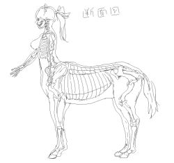 Rule 34 | 1girl, anatomy, breasts, centaur, large breasts, long hair, monochrome, monster girl, ponytail, simple background, skeleton, solo, taur, white background, x-ray