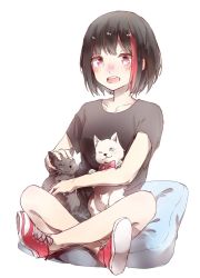 Rule 34 | 1girl, animal, animal on lap, bang dream!, black cat, black hair, black shirt, blush, bob cut, bow, bowtie, cat, collarbone, crossed legs, cushion, highres, mitake ran, multicolored hair, no socks, on lap, open mouth, petting, red bow, red eyes, red footwear, red hair, round teeth, shirt, shoes, short hair, short sleeves, simple background, sitting, solo, streaked hair, t-shirt, teeth, upper teeth only, white background, white cat, xuanwo o