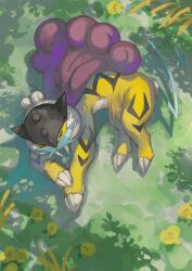 Rule 34 | closed eyes, commentary request, creatures (company), from above, game freak, gen 2 pokemon, highres, legendary pokemon, lying, nintendo, no humans, on grass, on side, pokemon, pokemon (creature), pokemon sleep, purple hair, raikou, ranmaruuuu00, sleeping, tail, yellow fur