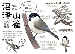 Rule 34 | animal, animal focus, bird, branch, chinese commentary, chinese text, commentary, garlica, highres, no humans, original, simple background, speech bubble, spoken skull, tit (bird), translation request, white background