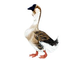 Rule 34 | absurdres, animal, animal focus, beak, bird, brown feathers, chinese commentary, commentary, feathers, goose, highres, no humans, original, transparent background, white feathers, youluobo