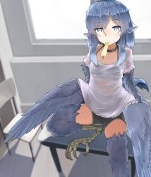 Rule 34 | absurdres, animal ears, bird ears, bird legs, bird tail, bird wings, blue feathers, blue hair, blue wings, blurry, bra, chair, choker, depth of field, desk, feathered wings, feathers, food, food in mouth, grey eyes, harpy, highres, monster girl, mouth hold, original, popsicle, rnd.jpg (artist), shirt, short shorts, shorts, solo, tail, talons, underwear, wet, wet clothes, wet shirt, winged arms, wings