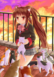 Rule 34 | 1girl, animal, animal ear fluff, animal ears, black cat, black jacket, black socks, blazer, blush, bow, brown footwear, brown hair, cat, cat ears, cityscape, cloud, cloudy sky, collared shirt, dress shirt, full body, grey skirt, holding, holding animal, jacket, kemonomimi mode, kneehighs, kneeling, little busters!, long hair, looking at viewer, natsume rin, outdoors, parted lips, pink bow, pleated skirt, ponytail, railing, red eyes, rooftop, school uniform, shirt, shoes, sidelocks, signature, skirt, sky, socks, solo, sunset, very long hair, villyane, white cat, white shirt