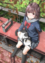 Rule 34 | 1girl, animal, autumn, black socks, blue shirt, blurry, blurry foreground, blush, bow, bowtie, brown footwear, bush, cardigan, cat, closed mouth, commentary request, day, grey sailor collar, grey skirt, highres, holding, holding animal, holding cat, long sleeves, looking at another, looking up, on bench, original, outdoors, pleated skirt, purple hair, red bow, red eyes, revision, sailor collar, school uniform, shirt, shoes, short hair, signature, sitting, skirt, smile, socks, solo, soragane (banisinngurei), tree, uniform