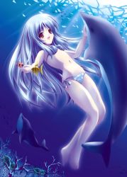 Rule 34 | 1girl, barefoot, coral, dolphin, female focus, fish, navel, outdoors, solo, swimsuit, tagme, underwater