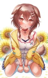 Rule 34 | 1girl, animal ears, arm up, between legs, blush, bone hair ornament, braid, breasts, brown eyes, brown hair, cleavage, dog ears, dog girl, dog tail, dress, eyelashes, flower, hair ornament, hand between legs, highres, hololive, inugami korone, inugami korone (1st costume), jacket, kneeling, large breasts, long hair, looking at viewer, low twintails, off shoulder, open clothes, open jacket, open mouth, oridays, paw pendant, pendant choker, simple background, solo, sunflower, tail, tsurime, twin braids, twintails, virtual youtuber, white background, white dress, wristband, yellow jacket
