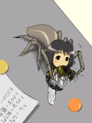 Rule 34 | 1girl, arthropod girl, black hair, blush, borrowed character, bug, eating, indoors, insect girl, looking at viewer, monster girl, seirei, seirei (mimi toka), short hair, solo, spider, spider girl