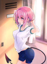 Rule 34 | 1girl, ass, blue shorts, blush, breasts, commentary request, cowboy shot, day, demon tail, from side, gym uniform, hair between eyes, hands up, highres, indoors, locker, medium breasts, medium hair, momo velia deviluke, mouth hold, pink eyes, pink hair, shirt, shorts, smile, solo, tail, to love-ru, to love-ru darkness, toshizou (0714), tying hair, white shirt