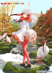 Rule 34 | 1girl, animal, bird, bird girl, bird tail, bird wings, copyright name, feathered wings, head wings, highres, jacket, japanese crested ibis (kemono friends), kemono friends, kemono friends kingdom, long hair, looking at viewer, multicolored hair, nature, official art, outdoors, pantyhose, red hair, shoes, skirt, tail, two-tone hair, white hair, wings, yellow eyes