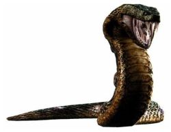 Rule 34 | capcom, fang, lowres, reptile, resident evil, resident evil (remake), scales, snake, yawn (resident evil)