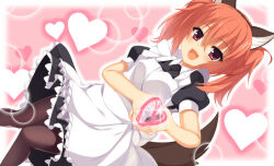 Rule 34 | 1girl, alternate costume, animal ears, apron, aria (koiiroharemoyou), black dress, black pantyhose, blush, breasts, dress, enmaided, eyelashes, fake animal ears, fang, frilled apron, frilled dress, frills, hair between eyes, heart, heart background, heart hands, inaba meguru, looking at viewer, maid, maid apron, moe moe kyun!, open mouth, orange hair, pantyhose, pink background, puffy short sleeves, puffy sleeves, red eyes, sanoba witch, short sleeves, sidelocks, small breasts, smile, solo, tail, twintails, white apron, wolf ears, wolf tail