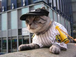 Rule 34 | animal focus, baseball jersey, cat, hanshin tigers, jersey, nippon professional baseball, no humans, photo (medium), tagme