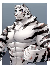 Rule 34 | 1boy, abs, animal ears, arknights, bara, chest hair, completely nude, fluffy, furry, furry male, highres, kenjilo (kenjilokung), large pectorals, looking at viewer, male focus, mountain (arknights), muscular, muscular male, navel, navel hair, nipples, no nipples, nude, pectorals, scar, scar across eye, scar on arm, scar on face, scar on stomach, short hair, solo, stomach, tiger boy, tiger ears, upper body, white fur, white hair