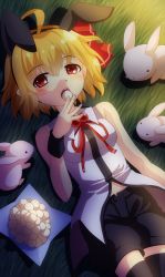Rule 34 | 1girl, ahoge, alternate costume, animal ears, bare shoulders, black thighhighs, blonde hair, blush, breasts, eating, fang, female focus, hair ribbon, highres, lying, medium breasts, on back, on grass, on ground, open mouth, rabbit, rabbit ears, red eyes, ribbon, rumia, sakuyabm, short hair, shorts, solo, sunset, thighhighs, touhou, wrist cuffs