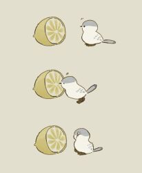 Rule 34 | :x, bird, bird legs, bird tail, chick, curious, eating, food, from side, fruit, grey fur, highres, lemon, lemon slice, looking to the side, noichif, original, pecking, simple background, solo, tail, white bird, yellow background