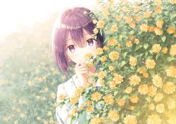 Rule 34 | 1girl, bob cut, bush, commentary request, earrings, flower, hair between eyes, hair ornament, highres, hiten (hitenkei), holding, holding flower, jewelry, kerria japonica, long sleeves, looking at viewer, original, outdoors, parted lips, peeking, plant, purple eyes, purple hair, revision, shirt, short hair, solo, upper body, white shirt, x hair ornament, yellow flower