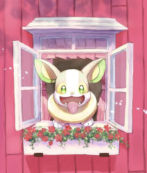 Rule 34 | commentary request, creatures (company), curtains, fangs, flower, flower bed, game freak, gen 8 pokemon, glass, green eyes, looking at viewer, nako (nekono shippo75), nintendo, no humans, open mouth, pokemon, pokemon (creature), red flower, solo, tongue, tongue out, window, yamper