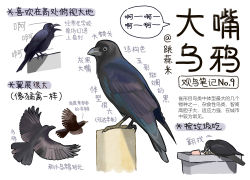 Rule 34 | animal, animal focus, bird, black eyes, chinese commentary, chinese text, closed mouth, commentary, flying, from side, full body, garlica, highres, multiple views, no humans, open mouth, original, simple background, translation request, white background