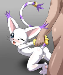 Rule 34 | 1boy, 1girl, blush, cleft of venus, digimon, digimon (creature), gloves, heigako, nude, pussy, tail, tailmon, tears