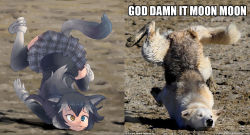 Rule 34 | 10s, animal ears, black hair, blue eyes, coat, cyp tw, english text, gloves, gradient hair, grey wolf (kemono friends), heterochromia, highres, kemono friends, long hair, long sleeves, meme, multicolored hair, on ground, photo-referenced, photo (medium), photo inset, pleated skirt, real life insert, reference inset, skirt, tail, text focus, thighhighs, top-down bottom-up, tripping, wolf, wolf ears, wolf tail, yellow eyes