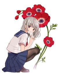 Rule 34 | 1girl, black pantyhose, blue sailor collar, blue skirt, brown eyes, brown footwear, covered mouth, flower, from side, full body, highres, holding, holding letter, letter, loafers, long hair, looking at viewer, miniskirt, neckerchief, original, pantyhose, pleated skirt, red flower, red neckerchief, sailor collar, school uniform, serafuku, shigure ui, shirt, shoes, short sleeves, silver hair, simple background, skirt, solo, squatting, white background, white shirt
