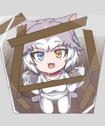Rule 34 | 1girl, :3, ahoge, animal ears, blue eyes, blush, breasts, brown eyes, chibi, collar, collarbone, dog (mixed breed) (kemono friends), dog ears, dog tail, elbow gloves, fang, gloves, grey hair, heterochromia, kemono friends, looking away, medium breasts, multicolored hair, nyifu, open mouth, pantyhose, photo (object), shirt, short hair, smile, solo, tail, tail wagging, white gloves, white hair, white pantyhose, white shirt