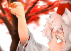 Rule 34 | 1girl, albino, animal ears, arm up, blurry, blush, colored eyelashes, face, hat, highres, inubashiri momiji, leaf, long sleeves, looking up, maple leaf, natsume-same, profile, short hair, smile, solo, tokin hat, touhou, tree, colored eyelashes, white hair, wide sleeves, wolf ears