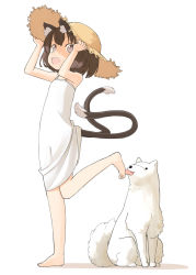 Rule 34 | 1girl, alternate costume, animal ears, barefoot, brown eyes, brown hair, cat ears, cat girl, cat tail, chen, dog, dress, female focus, full body, hat, hat tug, licking, licking foot, nakashino setsu, open mouth, short hair, simple background, solo, straw hat, sun hat, tail, touhou, white background
