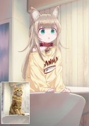 Rule 34 | 1girl, 40hara, :&lt;, animal ear fluff, animal ears, animal print, cat, cat ears, cat girl, chair, clothes writing, collar, commentary request, fish print, green eyes, highres, indoors, kinako (40hara), light brown hair, long hair, off shoulder, on chair, original, oversized clothes, oversized shirt, photo-referenced, photo inset, reference inset, shirt, sleeves past wrists, solo, standing, standing on chair, triangle mouth