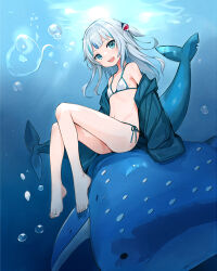 Rule 34 | 1girl, :d, air bubble, bare shoulders, barefoot, bikini, blue eyes, blue hair, blue jacket, blunt bangs, bubble, commentary request, dot nose, feet, fins, fish, fish tail, flat chest, gawr gura, grey hair, hair ornament, hololive, hololive english, jacket, knees up, legs, long hair, looking at viewer, luckyeldayo, making-of available, multicolored hair, navel, off shoulder, one side up, open clothes, open jacket, open mouth, shark girl, shark hair ornament, shark tail, sharp teeth, side-tie bikini bottom, sitting on animal, smile, solo, stomach, streaked hair, string bikini, swimsuit, tail, teeth, toes, underwater, upper teeth only, virtual youtuber, whale shark, white bikini