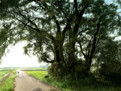 Rule 34 | bicycle, nature, no humans, path, photo-referenced, realistic, road, scenery, tree, yorimitsu