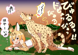 Rule 34 | 10s, 1girl, animal ears, bestiality, blonde hair, blush, doggystyle, highres, kemono friends, mikomo, saliva, serval, serval (kemono friends), sex, sex from behind, tail, yellow eyes