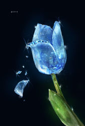 Rule 34 | absurdres, artist name, black background, blue flower, blue theme, breaking, cocon (cocon q), flower, glint, highres, light particles, no humans, original, signature, simple background, still life, tulip, twitter username, water drop