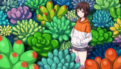Rule 34 | 1girl, black shorts, bob cut, brown hair, hands in pockets, hashi, hood, hoodie, original, oversized plant, purple eyes, short shorts, shorts, solo, standing, succulent plant, two-tone hoodie