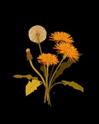 Rule 34 | black background, bouquet, commentary, dandelion, dandelion clock, english commentary, flower, highres, leaf, libbyframe, no humans, original, plant, signature, simple background, still life, yellow flower