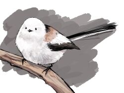 Rule 34 | animal focus, bird, branch, commentary, full body, grey background, highres, kagoya1219, long-tailed tit, looking at viewer, no humans, original, realistic, sitting, solo, tit (bird), white bird