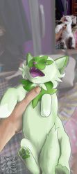 Rule 34 | commentary request, creatures (company), fangs, game freak, highres, holding, holding pokemon, kokora95, nintendo, open mouth, photo-referenced, pokemon, pokemon (creature), pov, pov hands, reference inset, solo focus, spanish commentary, sprigatito