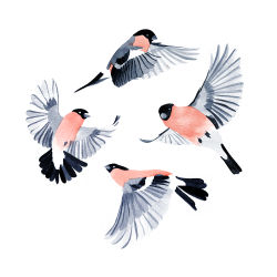 Rule 34 | . ., animal, animal focus, bird, blending, charlotte smith, eurasian bullfinch, finch, flying, from side, full body, looking at viewer, mixed media, no humans, no lineart, original, painting (medium), simple background, spread wings, traditional media, watercolor (medium), white background