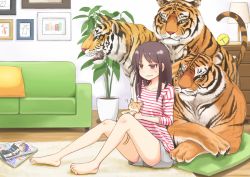 Rule 34 | 1girl, :3, ?, barefoot, brown eyes, brown hair, cat, couch, feet, green upholstery, indoors, legs, long hair, magazine (object), original, pillow, shirt, shorts, sitting, solo, striped clothes, striped shirt, sweatdrop, tiger, toe scrunch, toes, umino hotate, wavy mouth