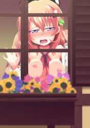 Rule 34 | 1girl, against glass, blush, breast press, breasts, brown hair, clothed female nude male, clothed sex, flower, gochuumon wa usagi desu ka?, hair flower, hair ornament, heart, heart-shaped pupils, highres, hoto cocoa, nipples, nude, open clothes, open mouth, open shirt, purple eyes, saliva, sex, shirt, short hair, sweat, symbol-shaped pupils, tooculi, window